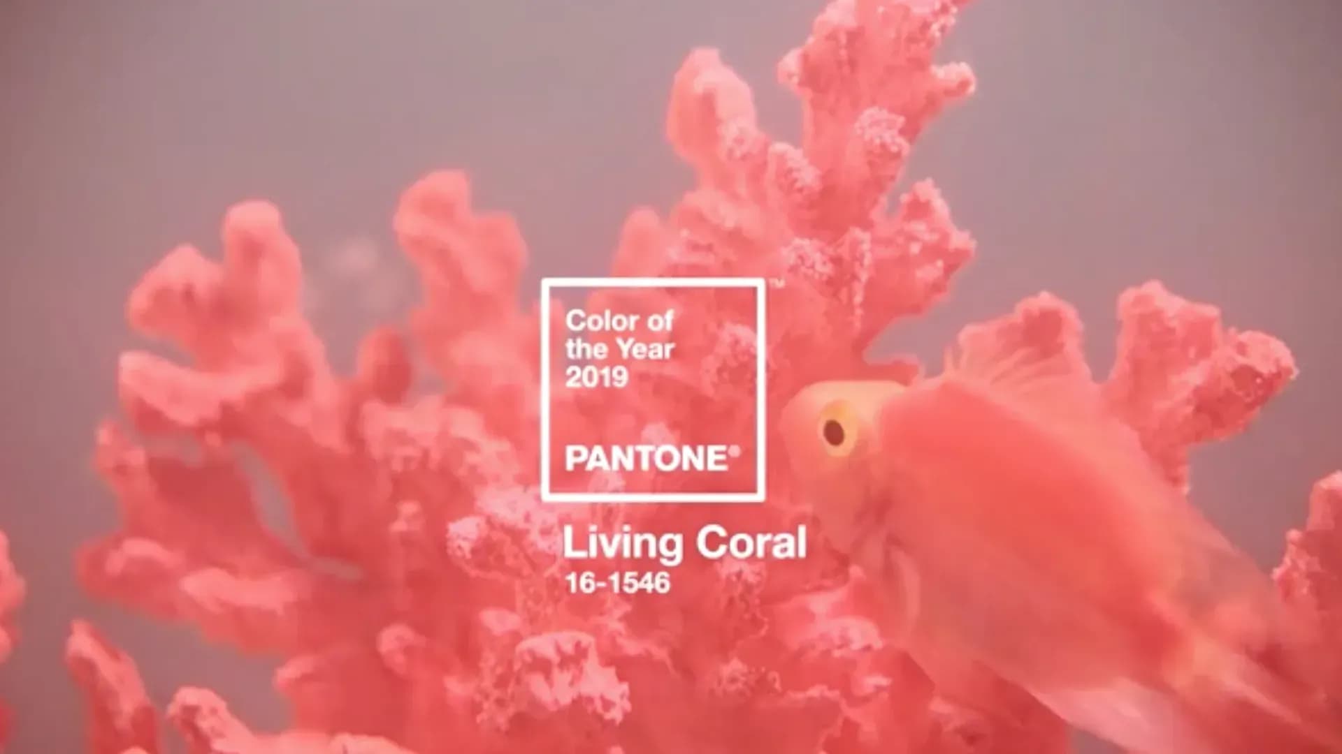 Living Coral: el color de PANTONE para 2019