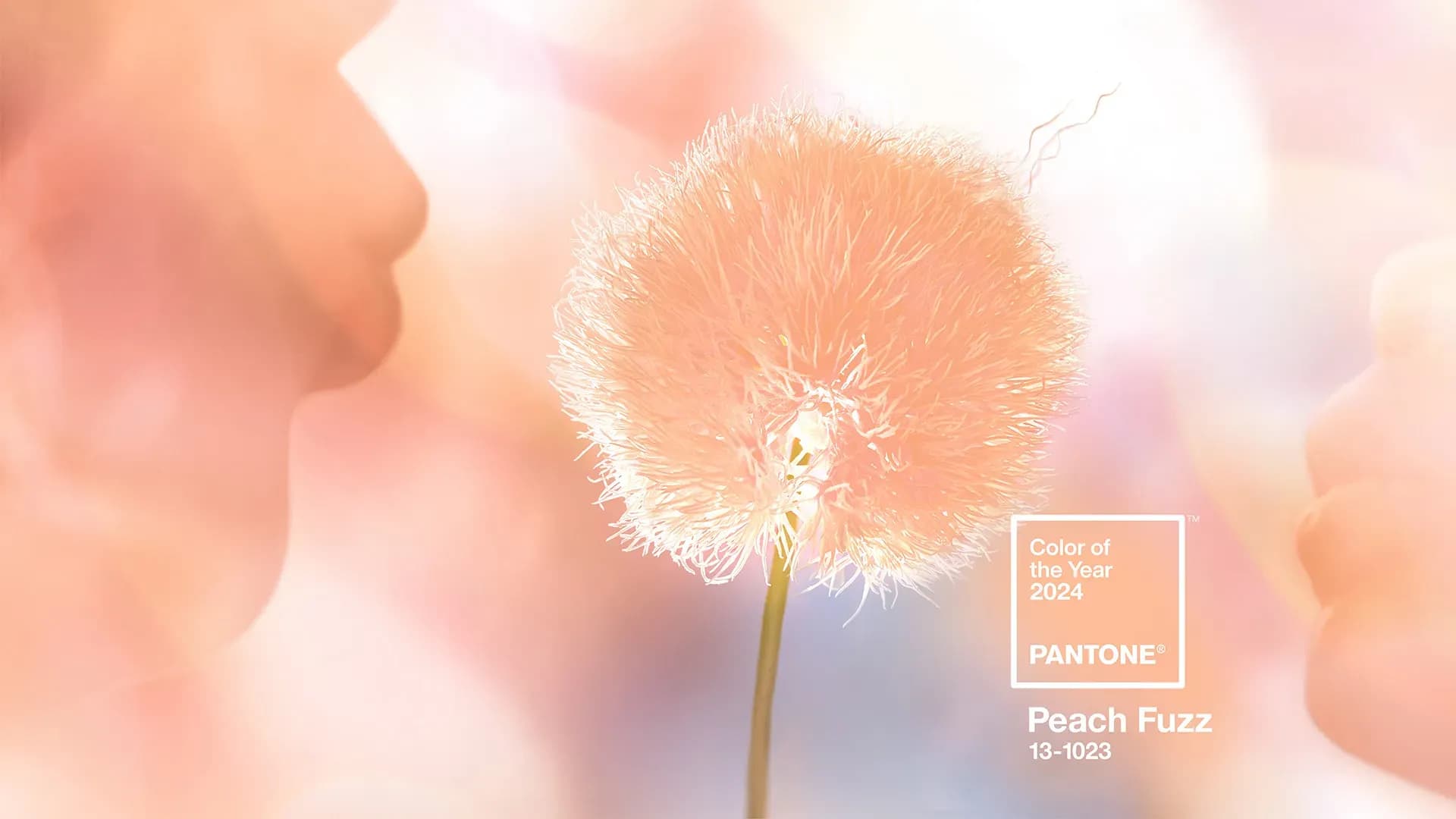 Peach Fuzz: Pantone 2024
