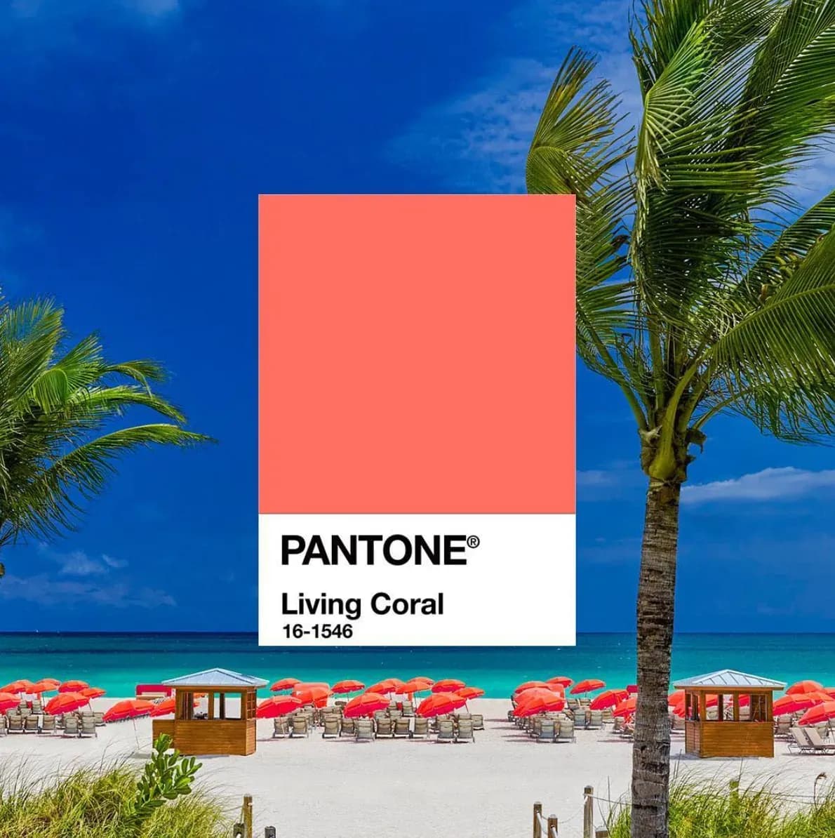 creatyum-media-living-coral.webp